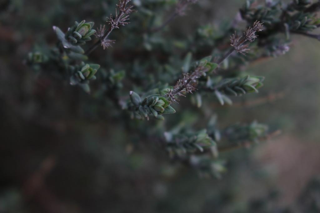 Thymus Vulgaris (Thyme) Oil 3