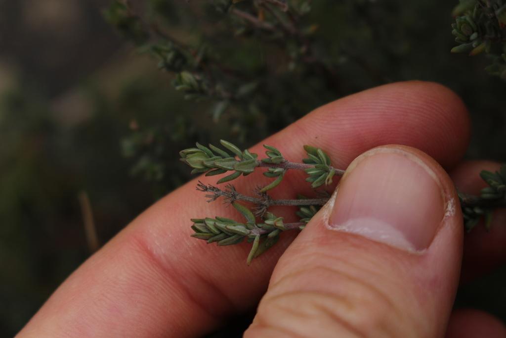 Thymus Vulgaris (Thyme) Oil 4