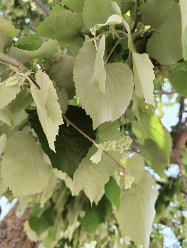 TILIA TOMENTOSA EXTRACT 4