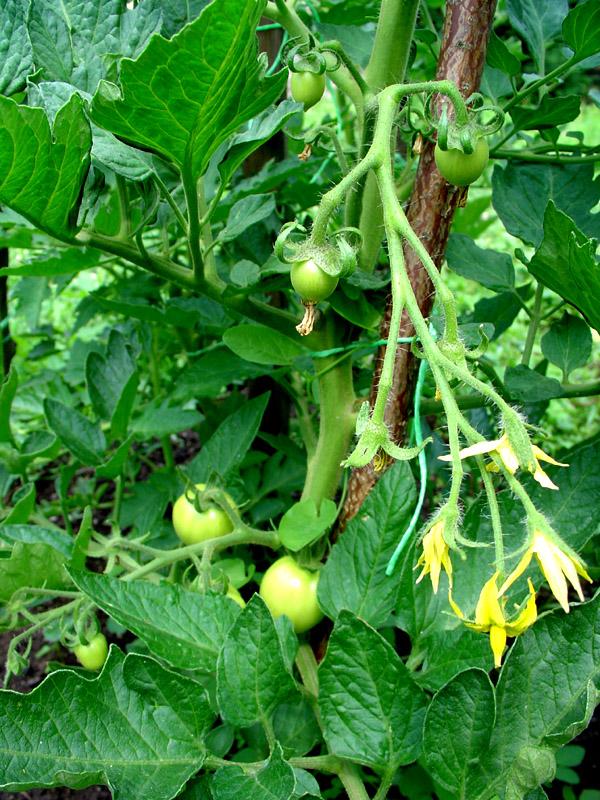 Tomato Extract 2