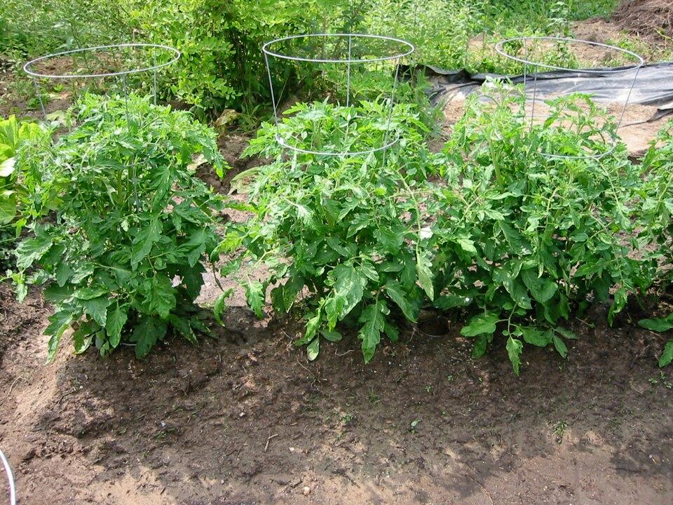 Tomato Extract 9