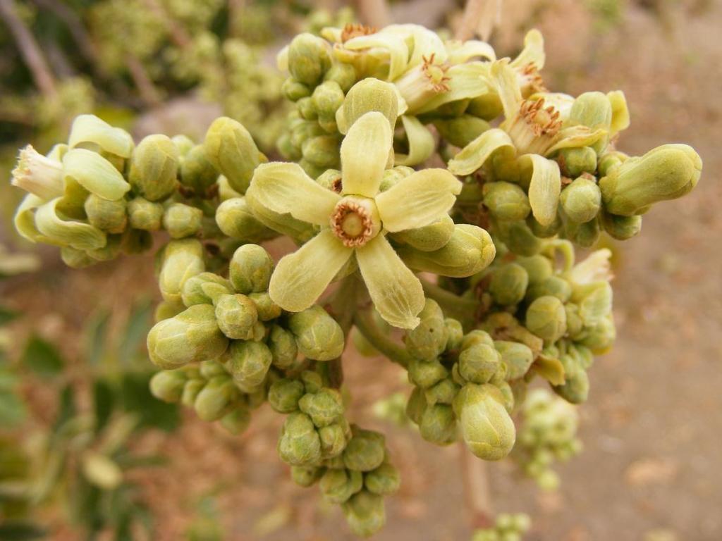 TRICHILIA EMETICA SEED BUTTER 2