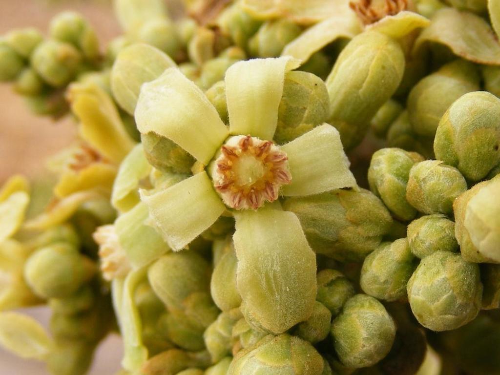 TRICHILIA EMETICA SEED BUTTER 3