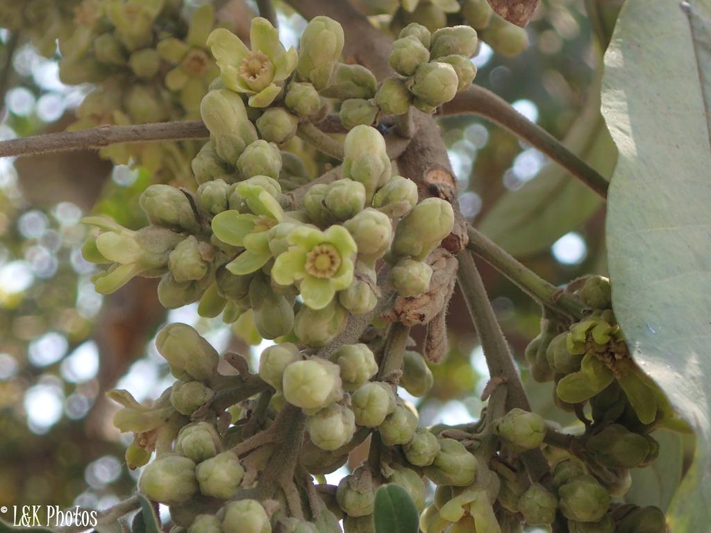 TRICHILIA EMETICA SEED BUTTER 1
