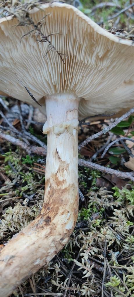 TRICHOLOMA MATSUTAKE EXTRACT 1