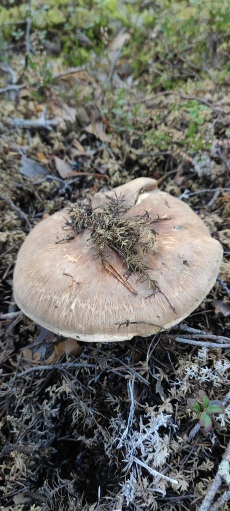 TRICHOLOMA MATSUTAKE EXTRACT 2