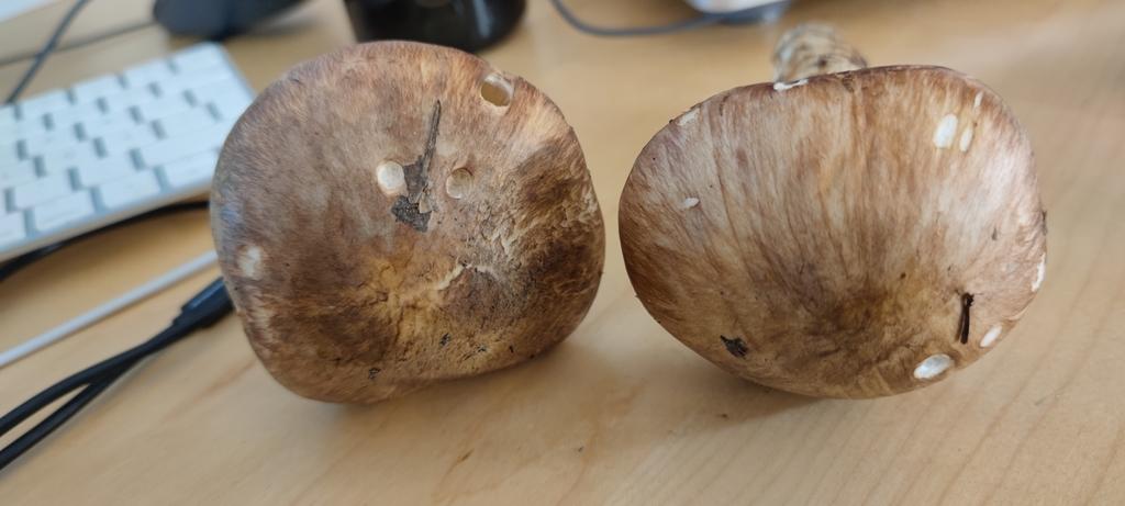TRICHOLOMA MATSUTAKE EXTRACT 4