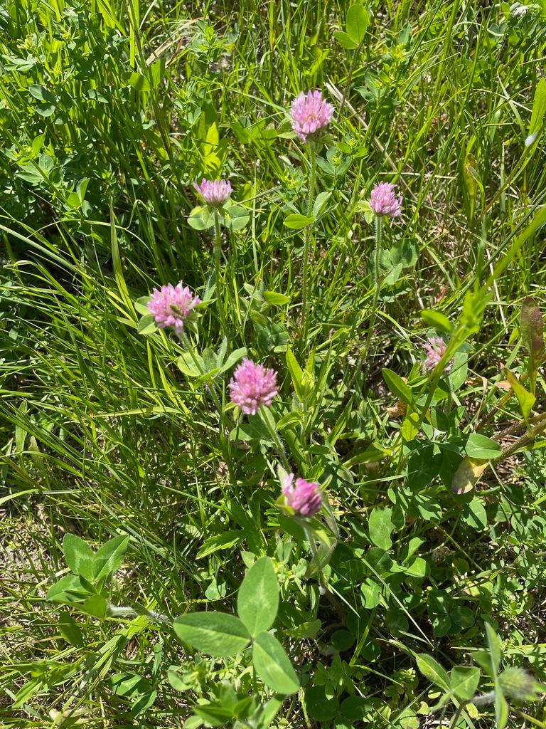 Trifolium Pratense (Red Clover) Extract 3