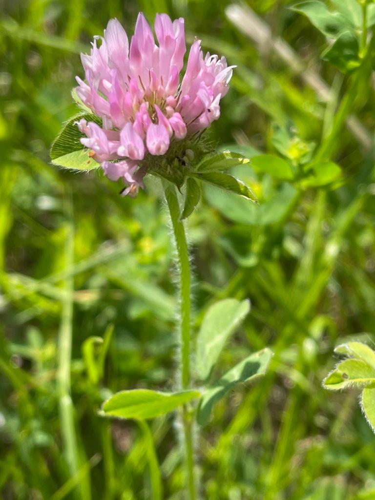 Trifolium Pratense (Red Clover) Extract 4