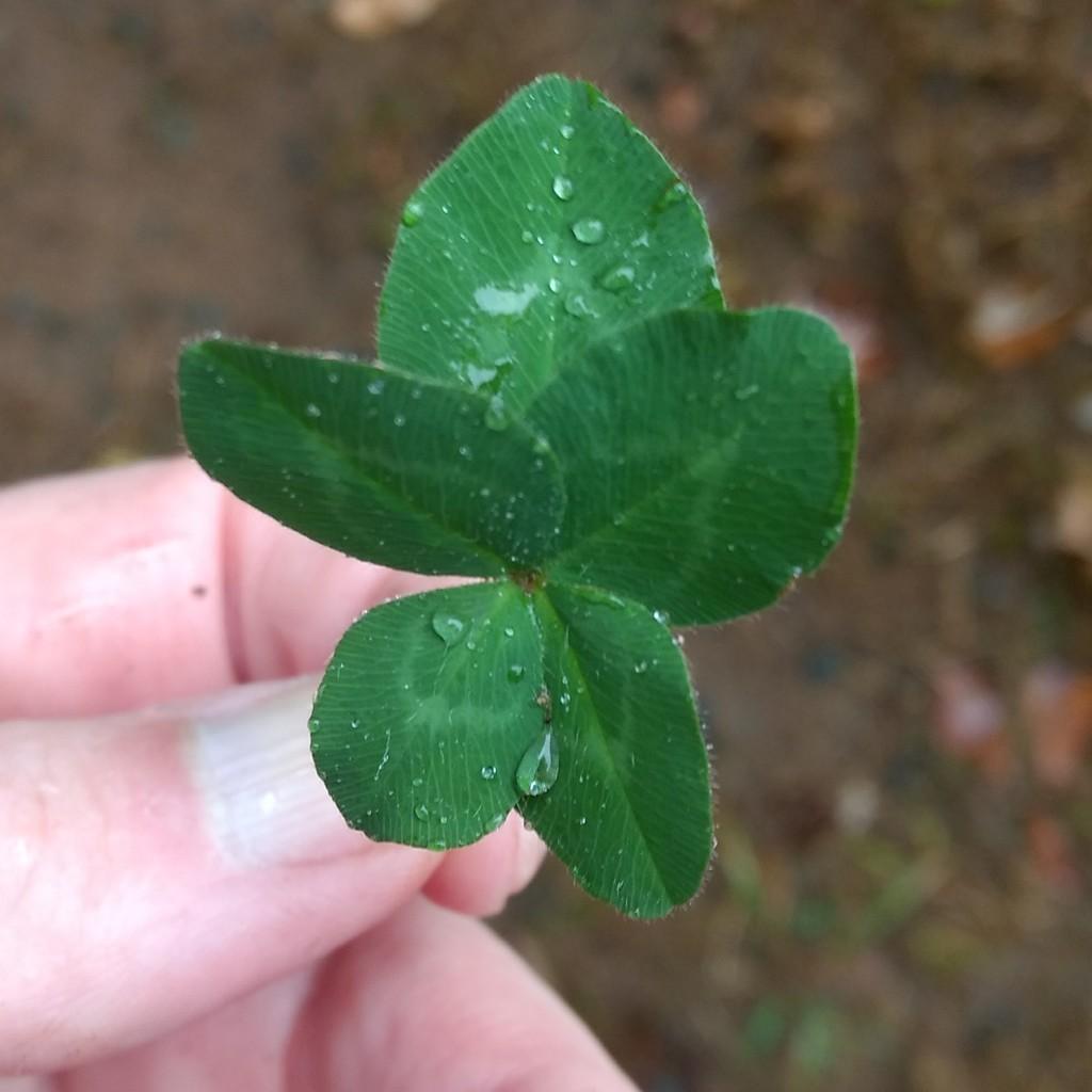 Trifolium Pratense (Red Clover) Extract 2