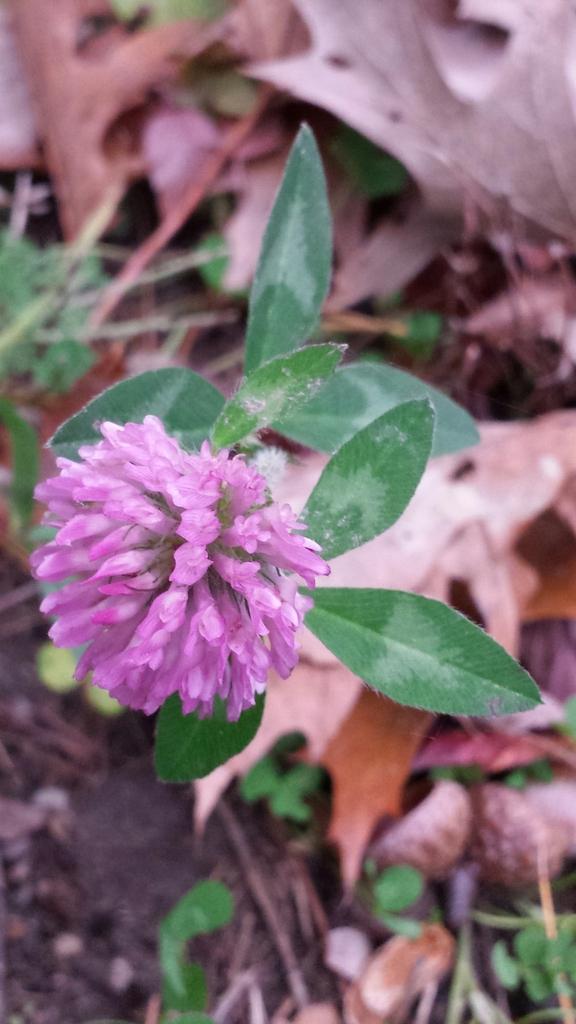 Trifolium Pratense (Red Clover) Extract 1