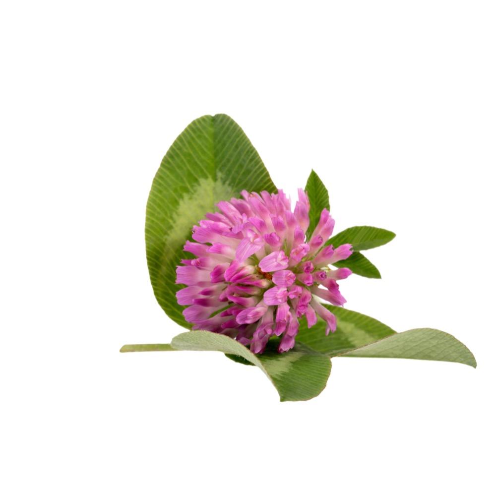 Red Clover 2