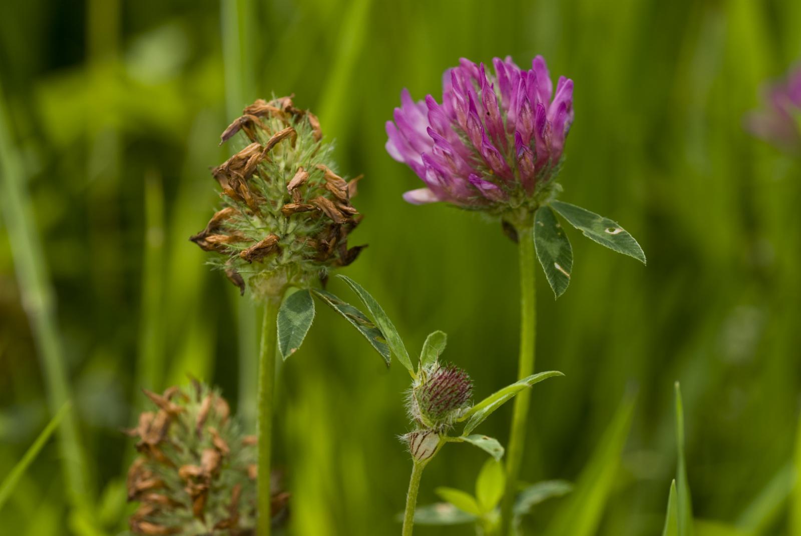 Red Clover 4