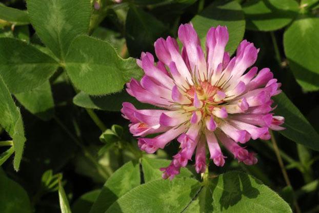 Red Clover 5