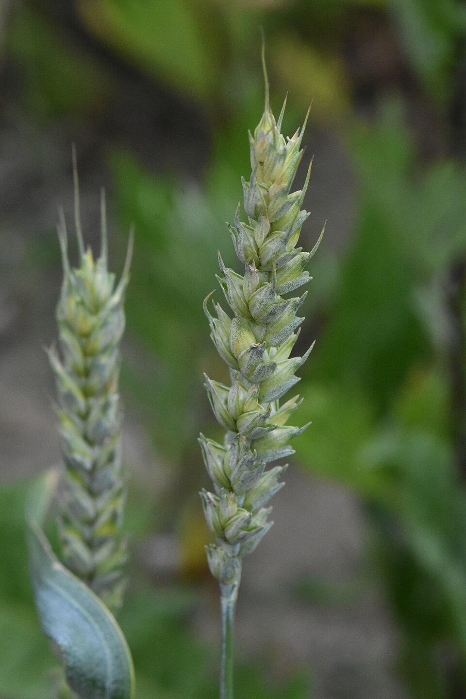 Triticum vulgare (Wheat) starch 3