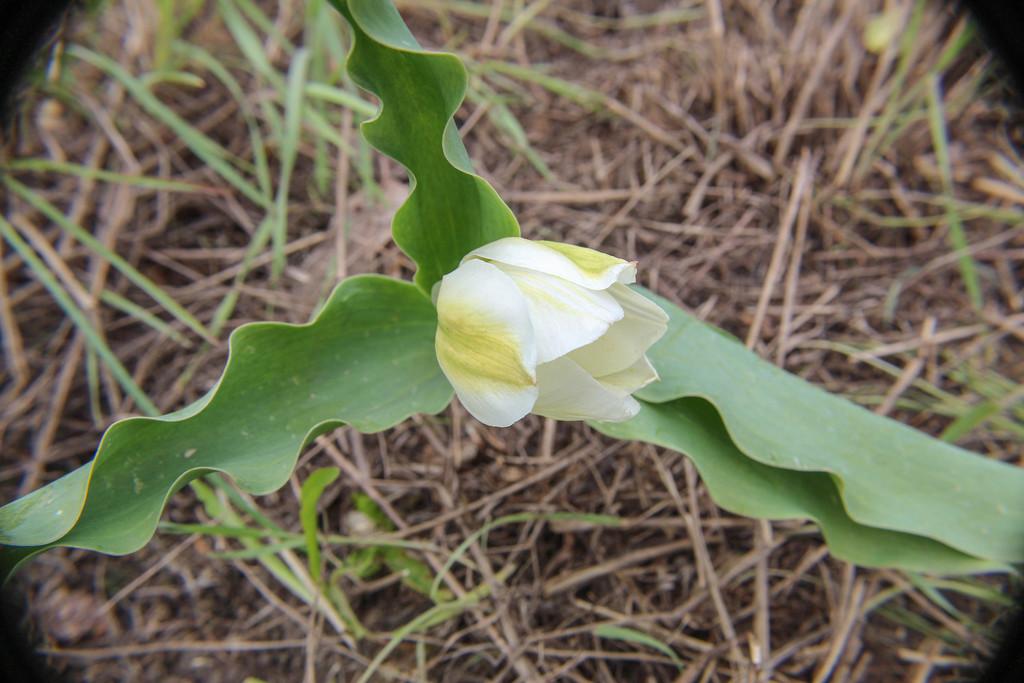 Tulipa Gesneriana Flower Extract 1
