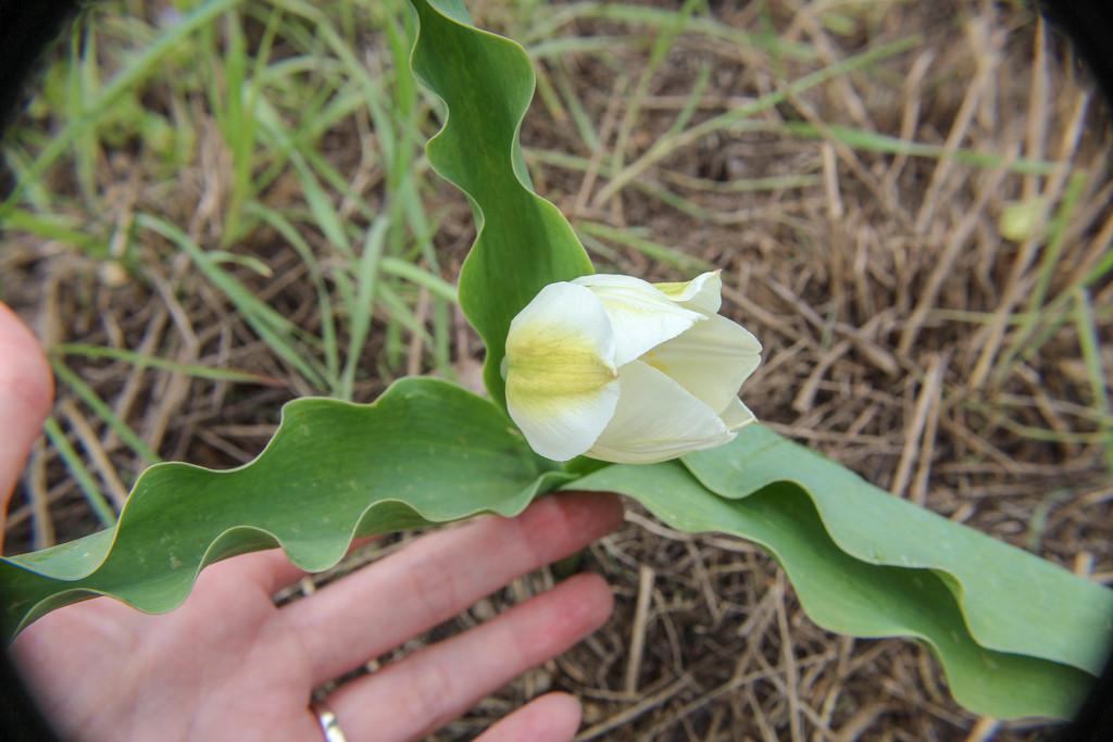 Tulipa Gesneriana Flower Extract 2