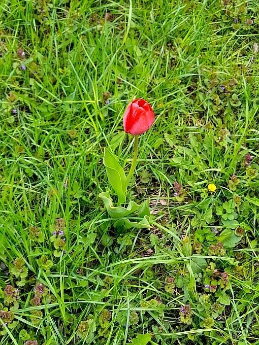 Tulipa Gesneriana Flower Extract 3