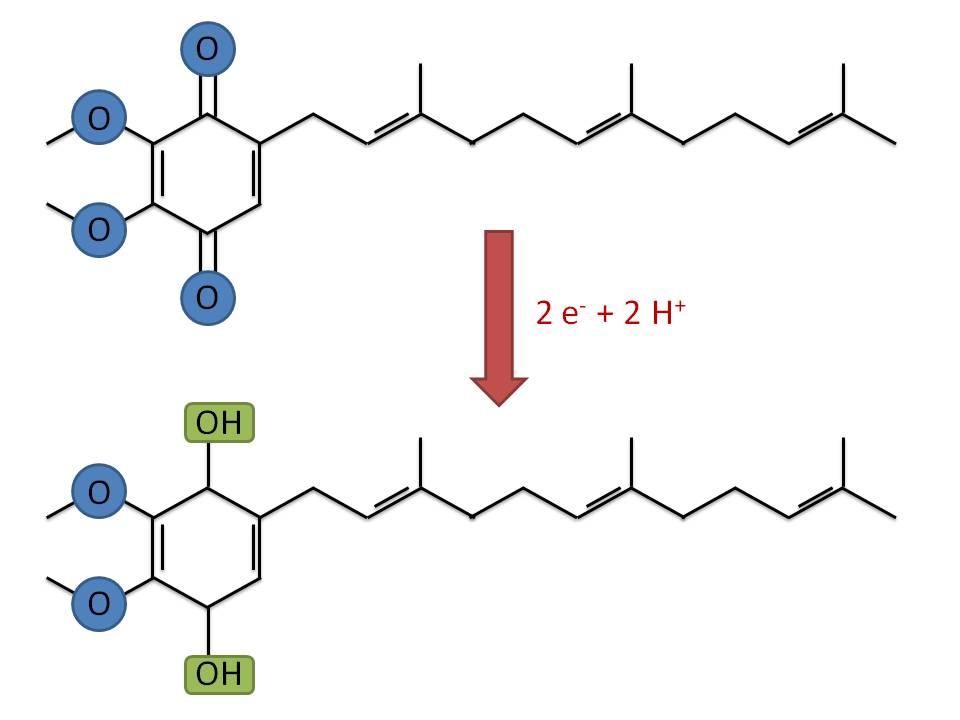 Ubidecarenone (Coenzyme Q10) 8
