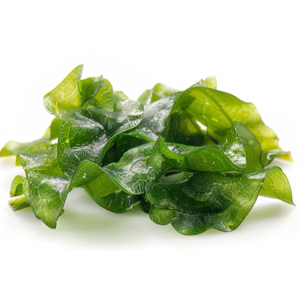 Unndaria pinnatifida cell culture extract 2