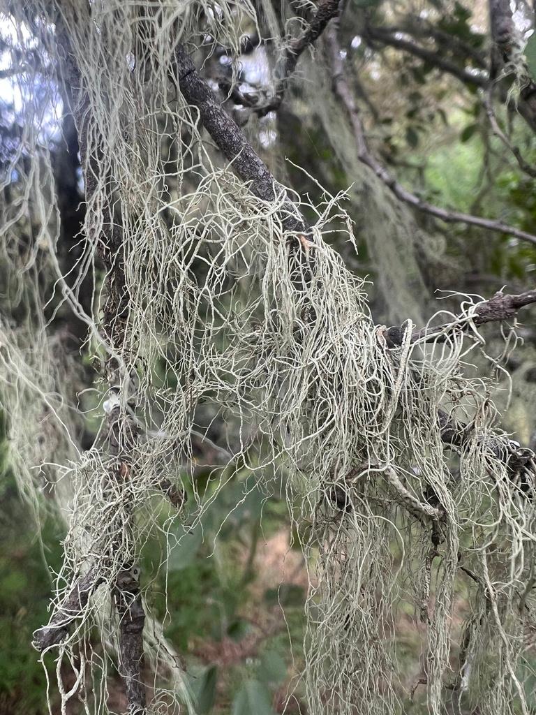 USNEA BARBATA EXTRACT 1