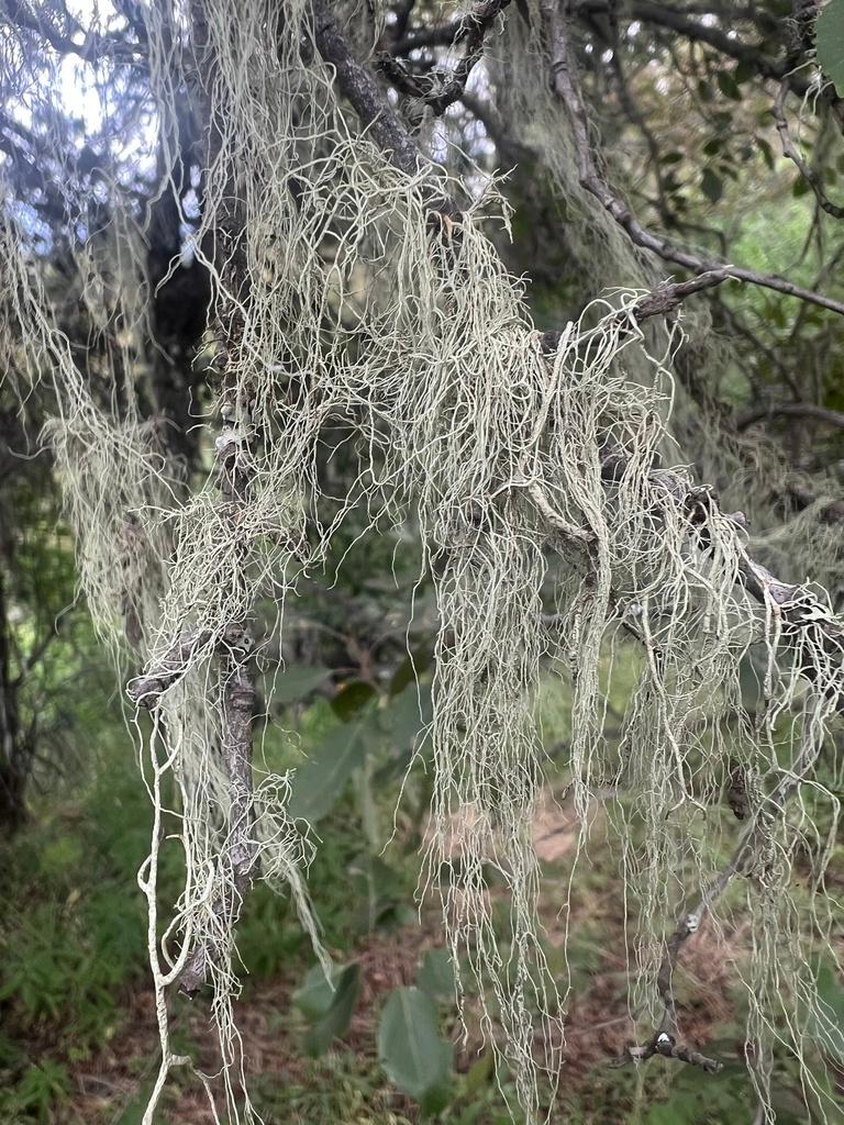 USNEA BARBATA EXTRACT 2