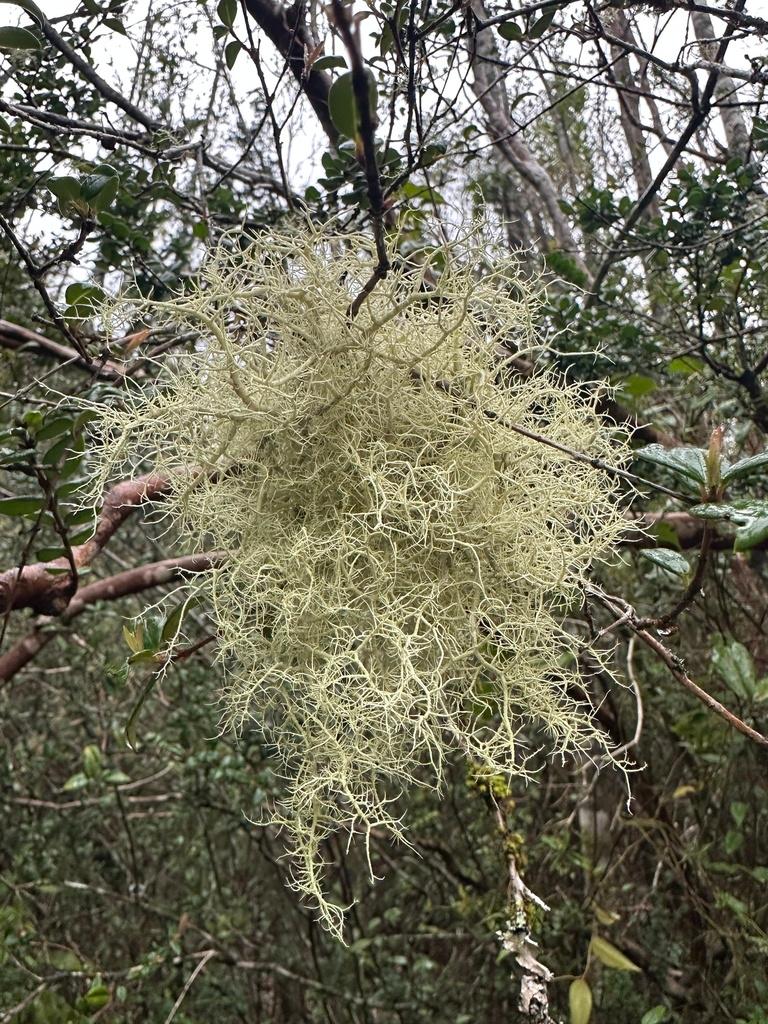USNEA BARBATA EXTRACT 3