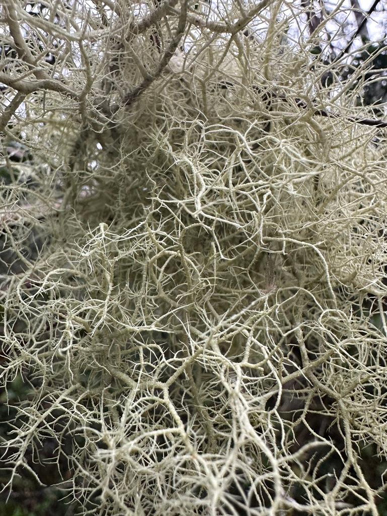 USNEA BARBATA EXTRACT 4