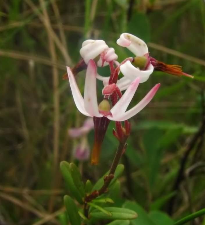 VACCINIUM MACROCARPON FRUIT EXTRACT 1