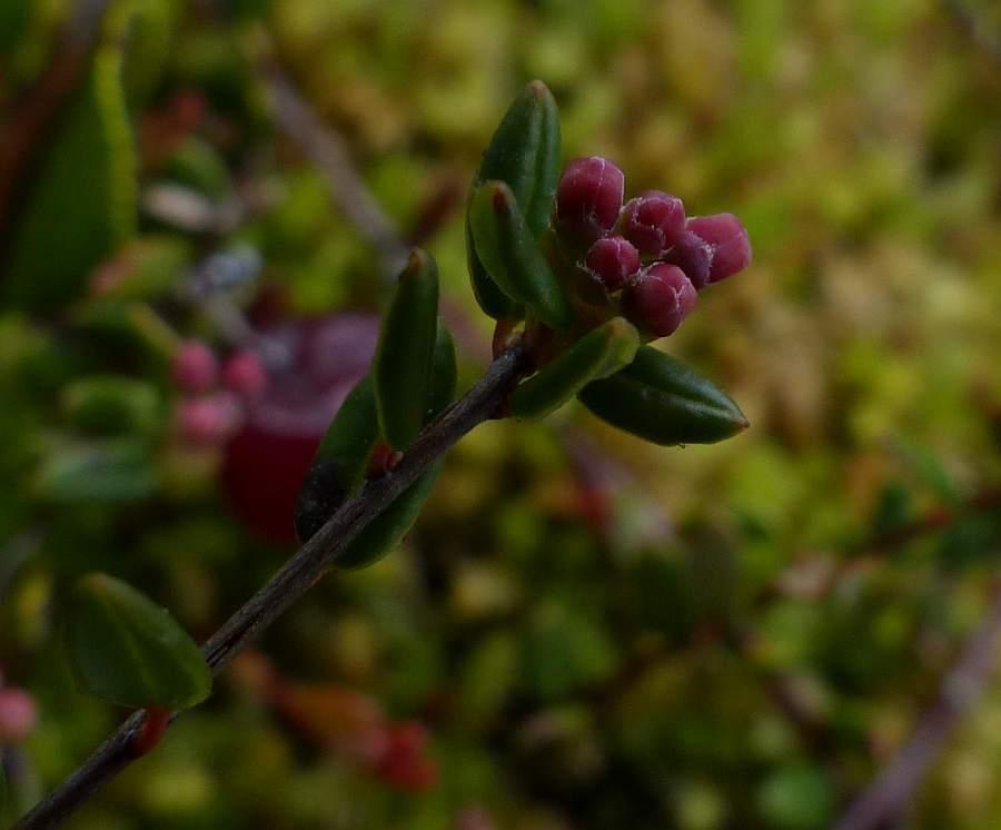 VACCINIUM MACROCARPON FRUIT EXTRACT 3