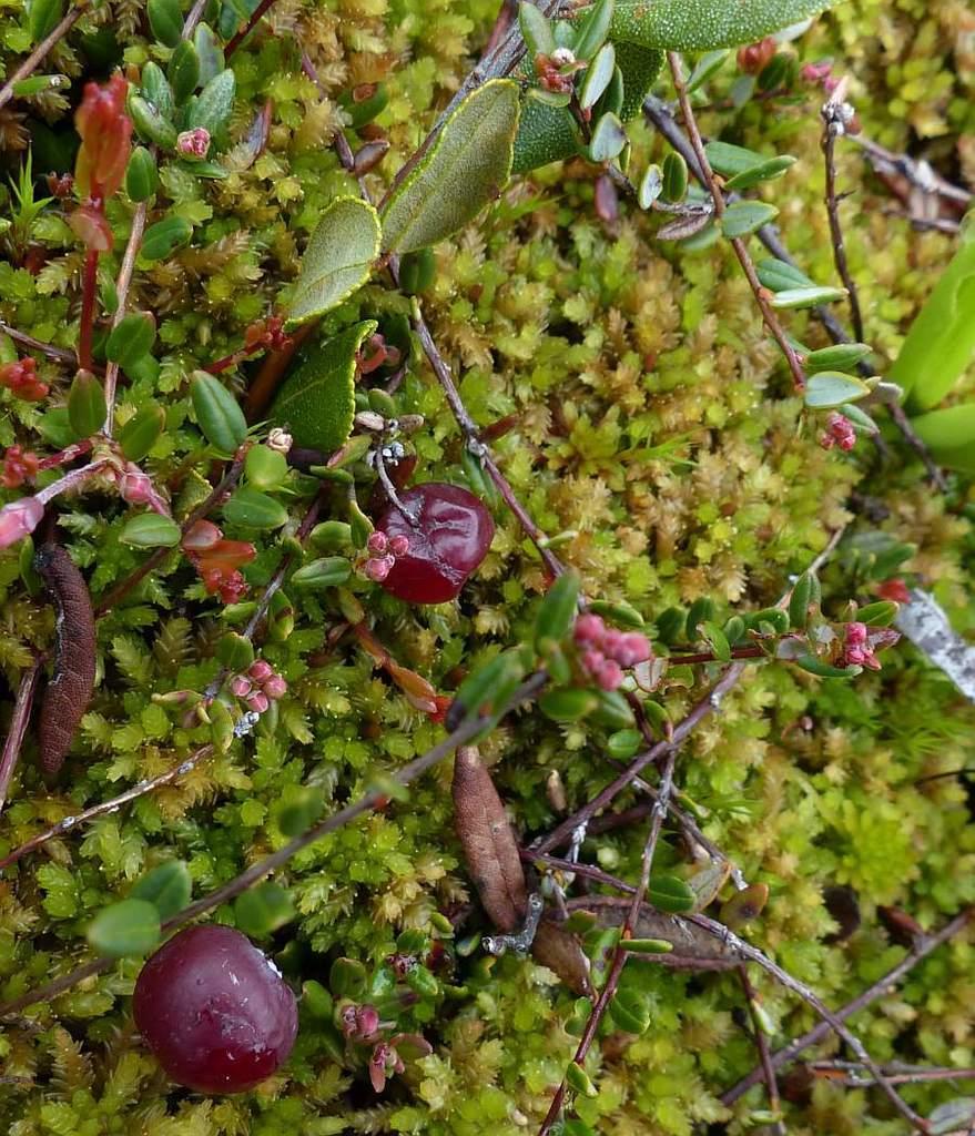 VACCINIUM MACROCARPON FRUIT EXTRACT 4