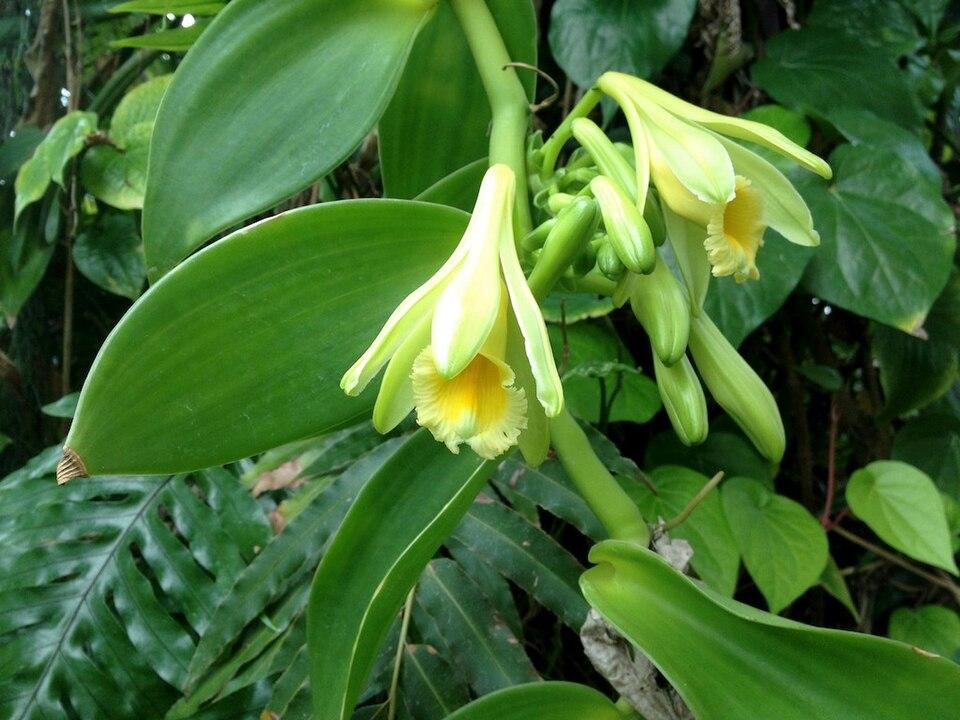 Vanilla planifolia fruit extract 1