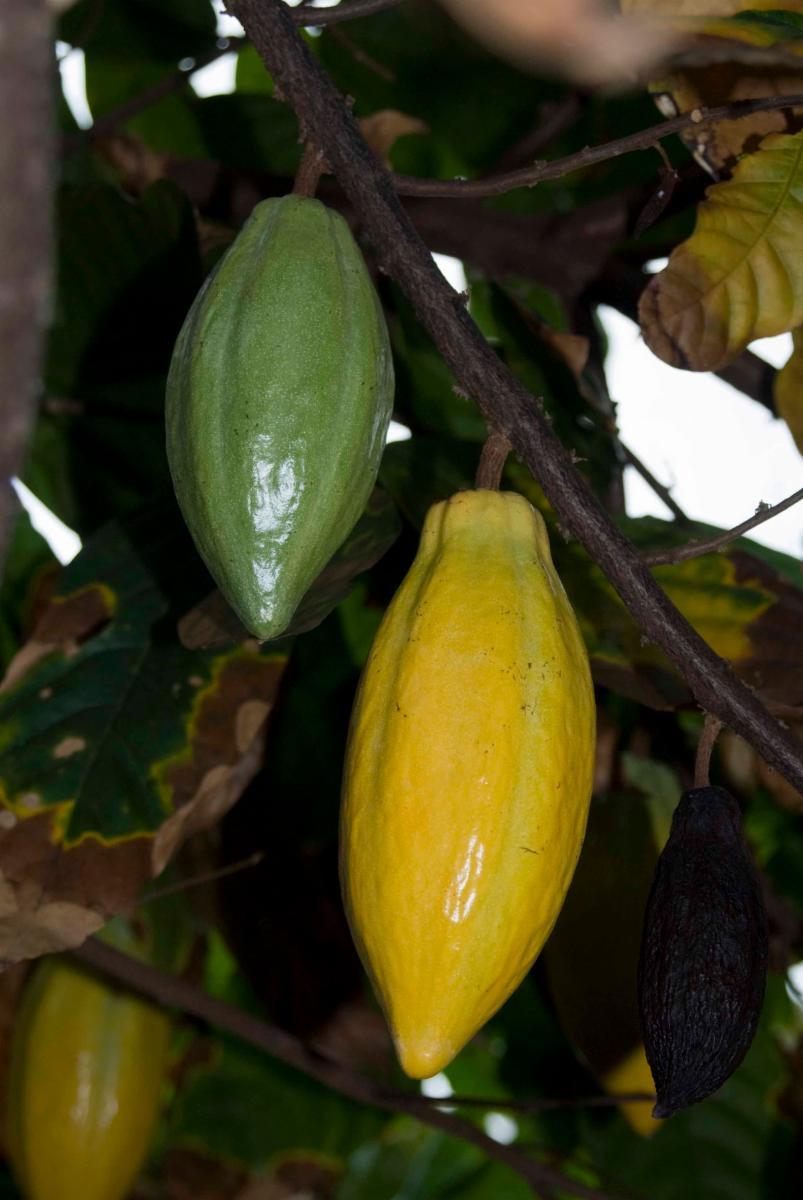 Vanilla planifolia fruit water 6