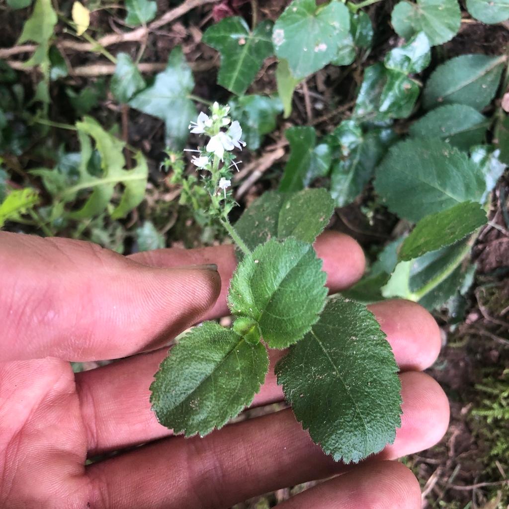 Veronica Officinalis Extract 1