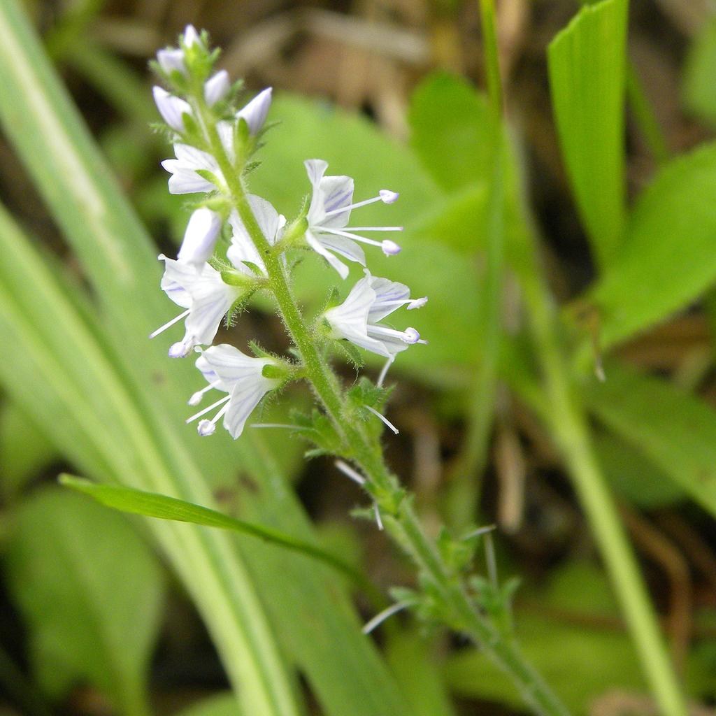 Veronica Officinalis Extract 2