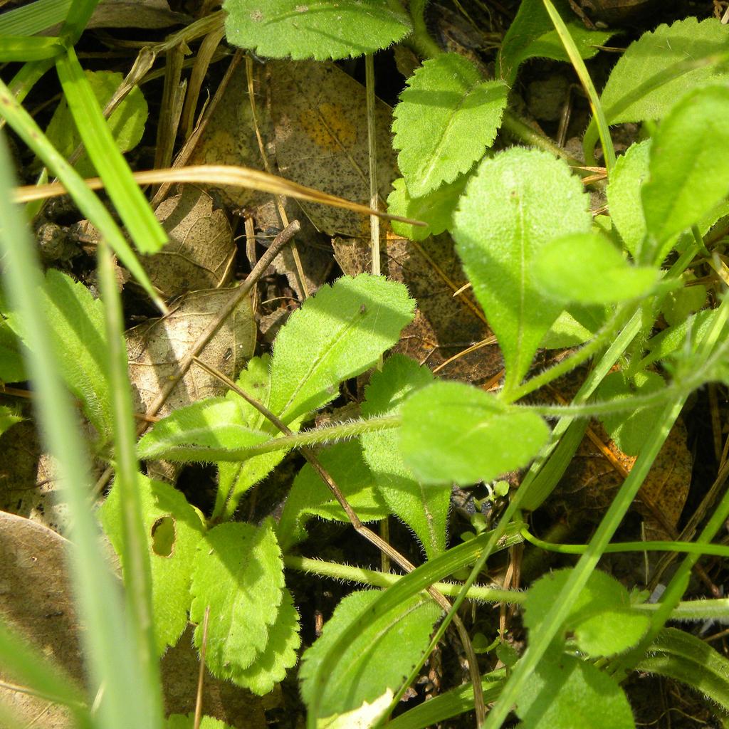 Veronica Officinalis Extract 4