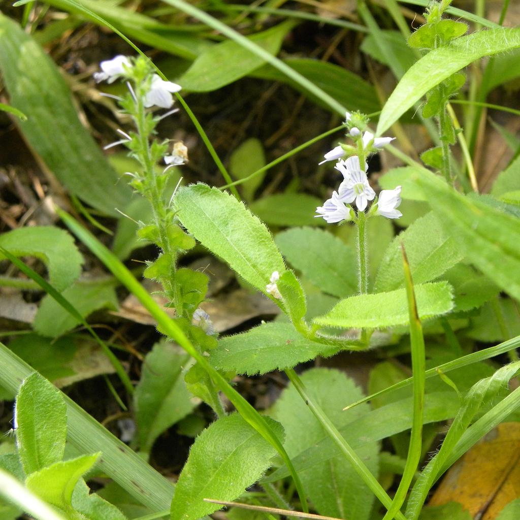 Veronica Officinalis Extract 3