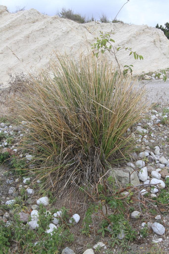 Vetiveria Zizanioides Root Oil 2