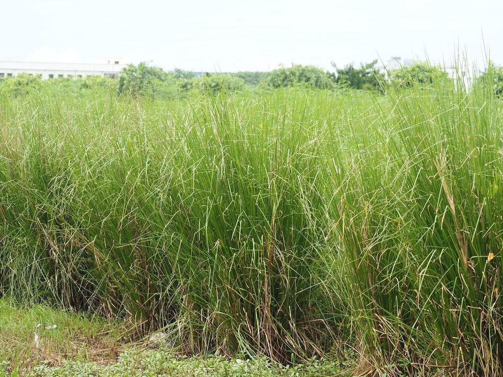 Vetiveria Zizanioides Root Oil 4