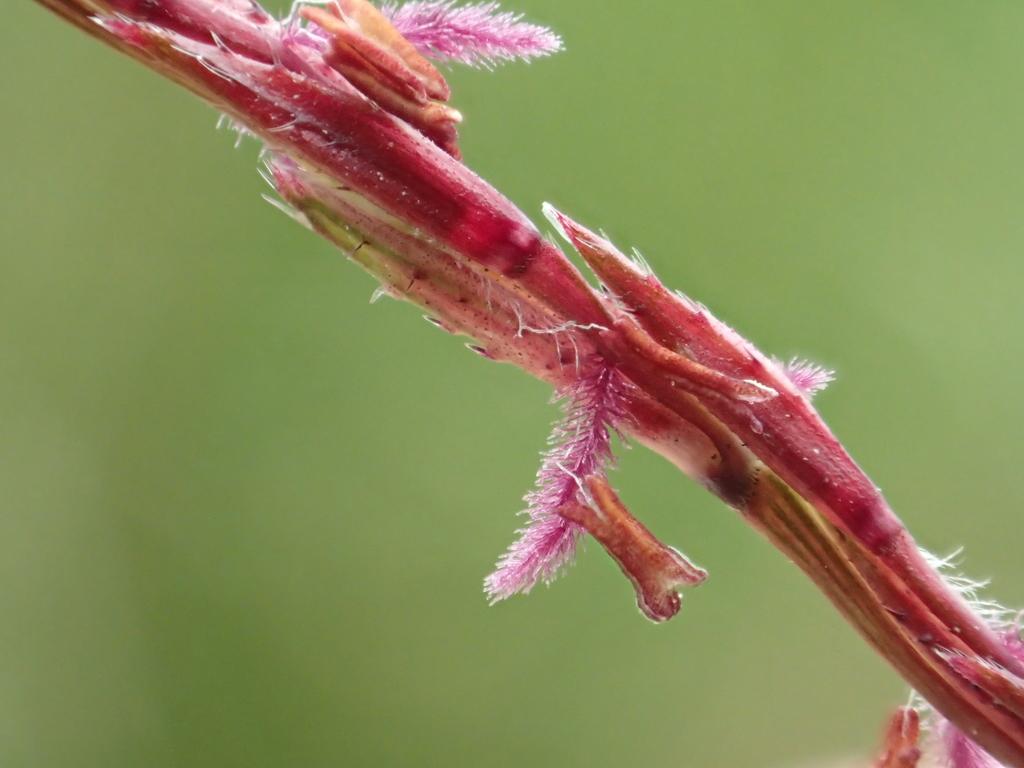 Vetiveria Zizanioides Root Oil 3