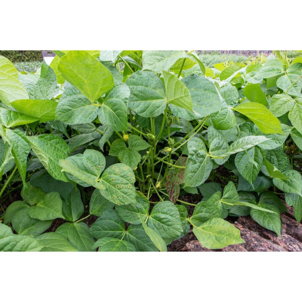 Vigna angularis (Azuki) bean powder 1
