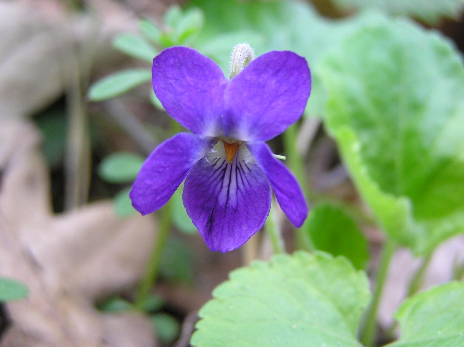 Viola odorata (Violet) leaf extract 2