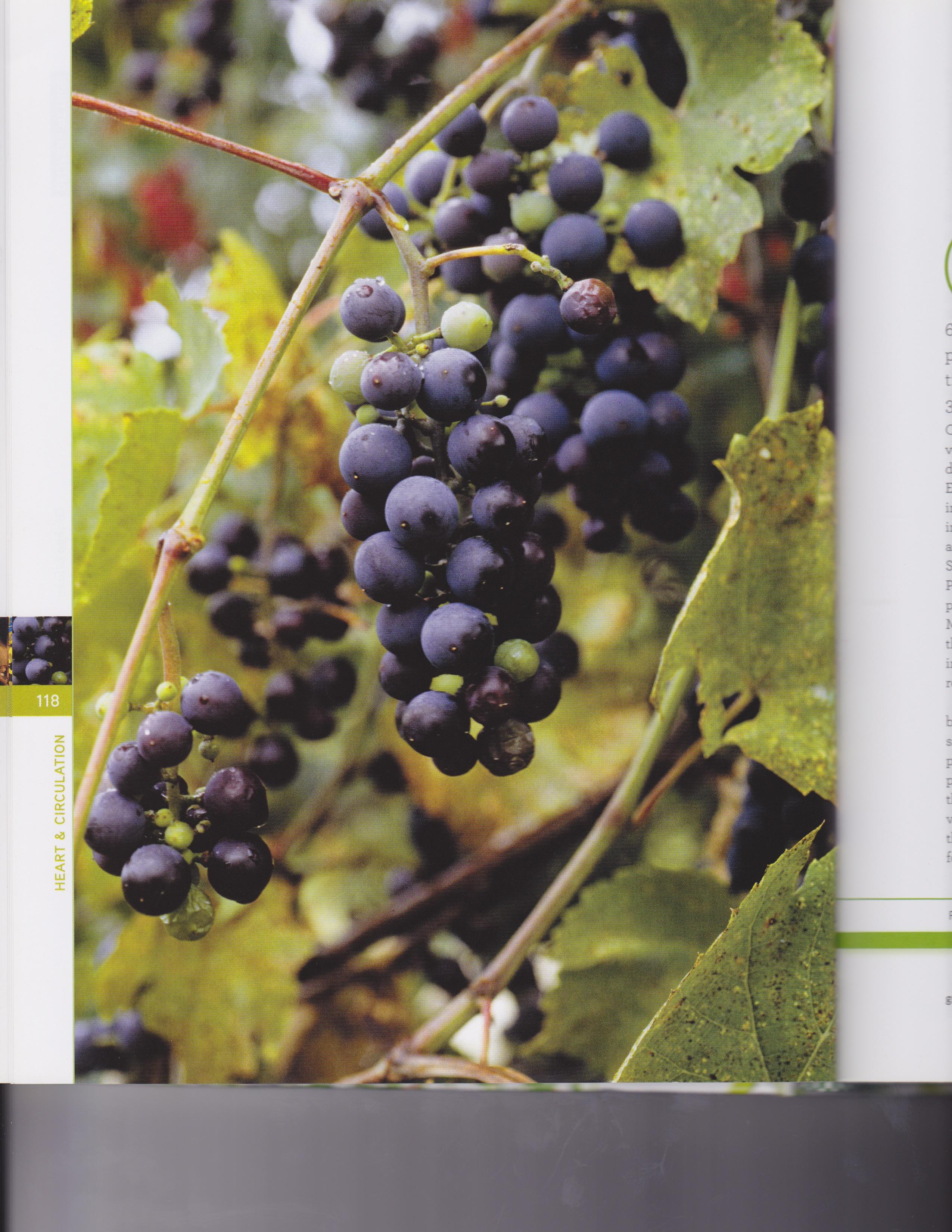 Vitis labrusca (Grape) juice 6