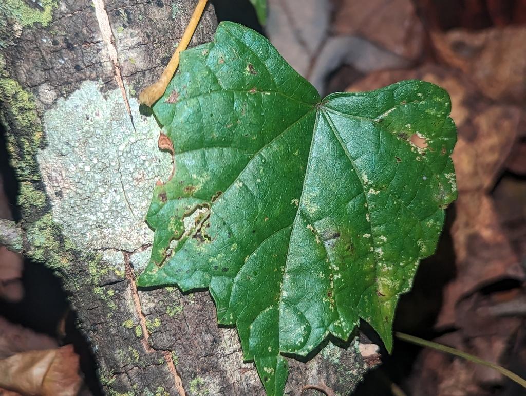 VITIS ROTUNDIFOLIA SEED EXTRACT 2