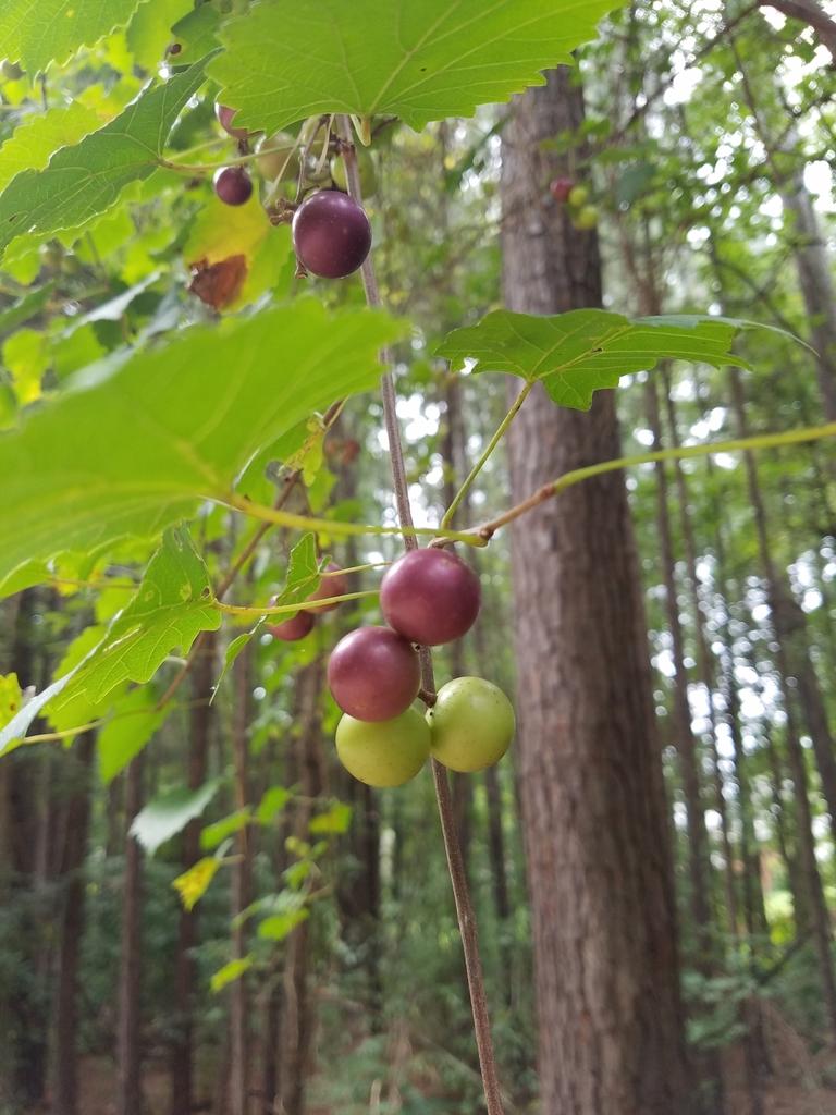 VITIS ROTUNDIFOLIA SEED EXTRACT 3