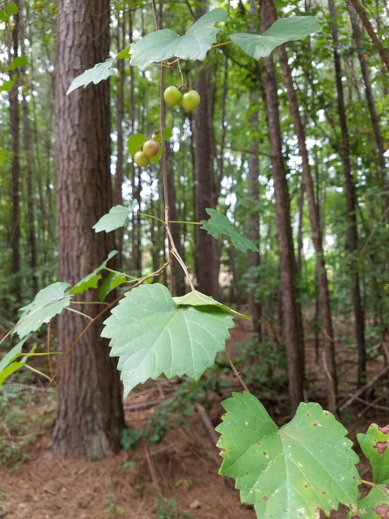 VITIS ROTUNDIFOLIA SEED EXTRACT 4