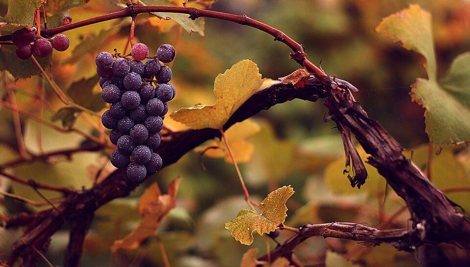 Vitis vinifera (Grape) bud extract 1