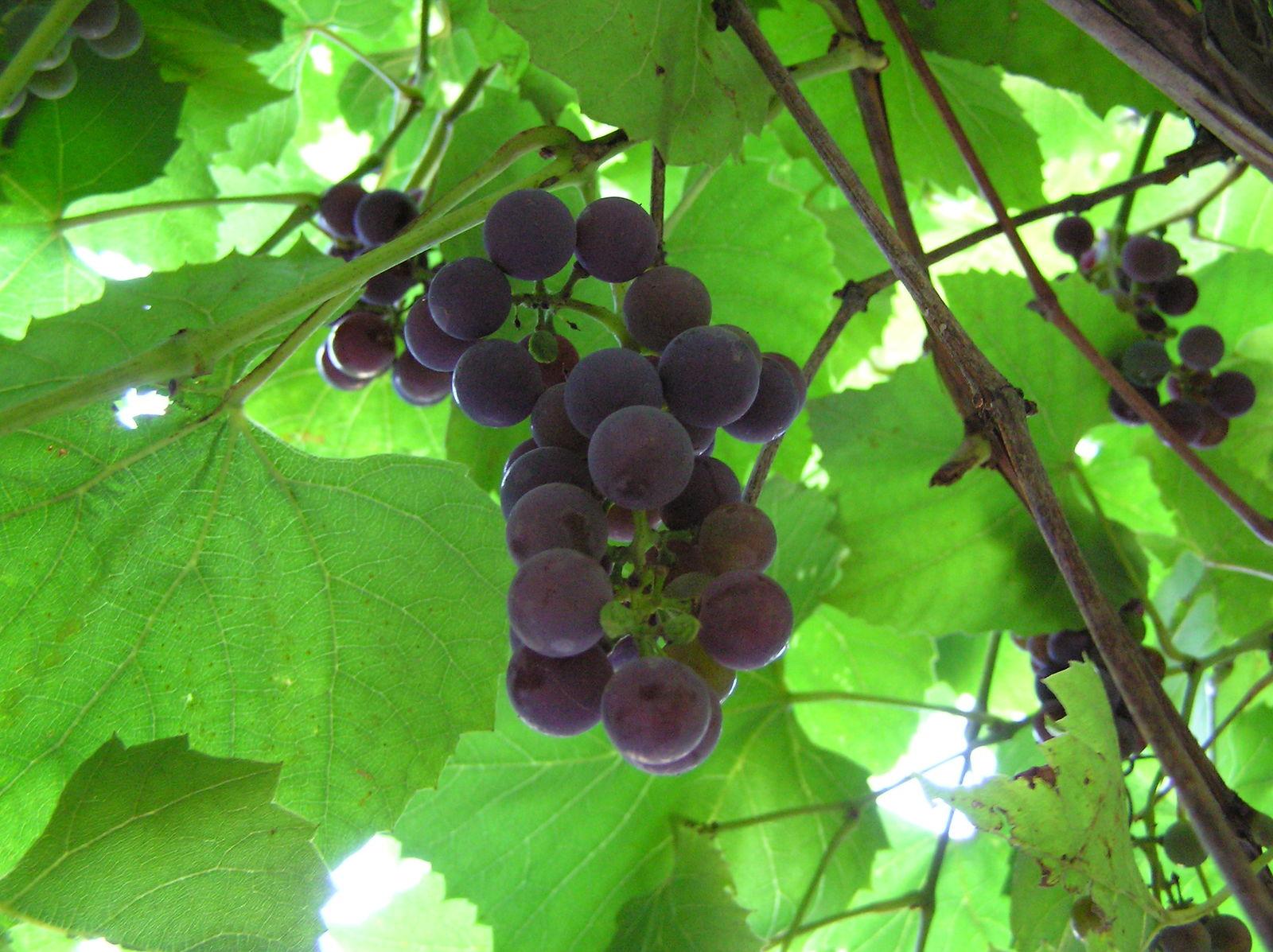 Vitis vinifera (Grape) bud extract 4