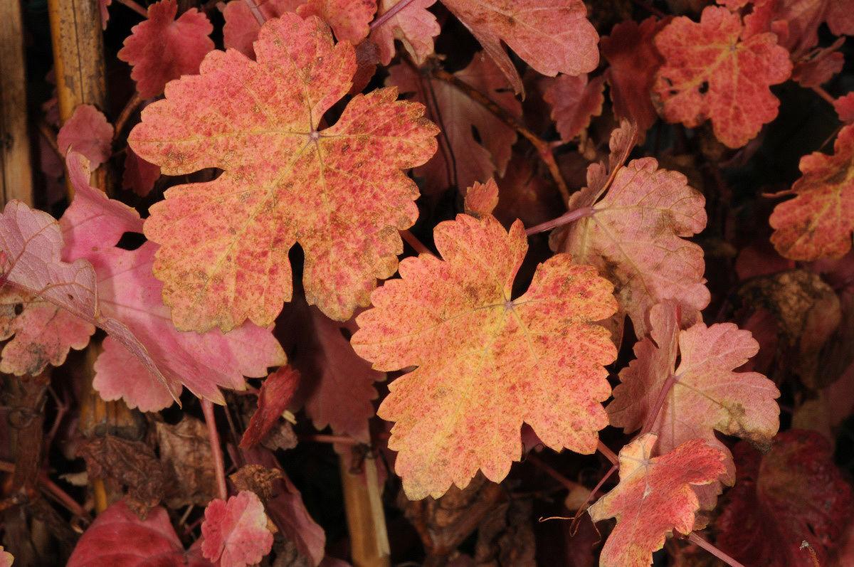 Vitis vinifera (Grape) flower extract 3