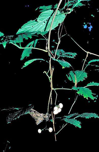 Vitis vinifera (Grape) leaf wax 5